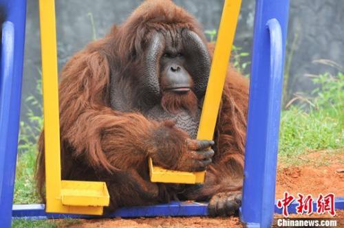 红毛猩猩上约会网站找对象荷兰动物园实验助繁殖