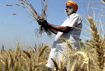 印度小麦收获季开始