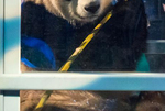 大熊猫“武雯”“星雅”抵达荷兰 受民众追捧
