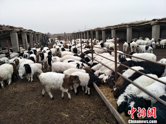 新疆军垦“二代”创业变养羊“达人”