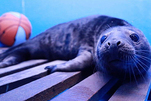 全国首例人工哺育成活的灰海豹在青岛亮相