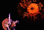 芭蕾舞剧《胡桃夹子——克拉拉的故事》将在悉尼上演