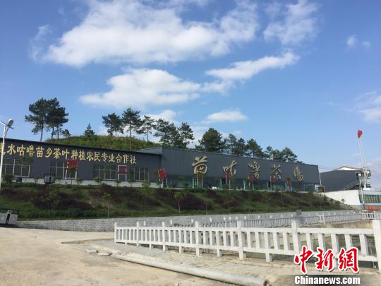 长岩村于2014年成立的贵州惠水咕噜苗乡茶叶种植农民专业合作社。　刘鹏 摄