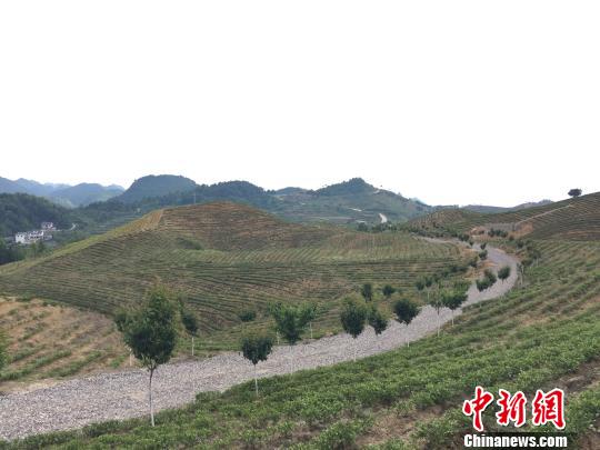 随着四通八达且快捷的公路网的搭建，茶产业的兴起，长岩村打造国际度假中心的信心满满。　刘鹏 摄
