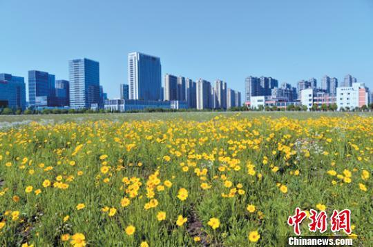 杭州高新开发区(滨江)一景。 杭州市滨江区委宣传部供图
