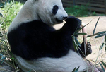 日本上野动物园大熊猫或怀孕