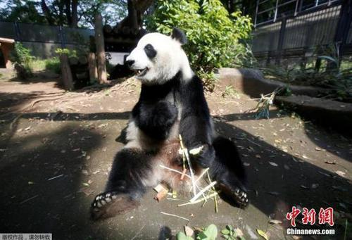 雌性大熊猫“真真”。 文字来源：人民网