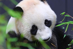 旅荷大熊猫“星雅”“武雯”首次公开亮相