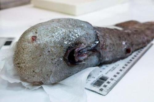 澳深海发现奇特生物“无脸”鱼:无眼无鼻或为新物种(图)_《参考消息》官方网站