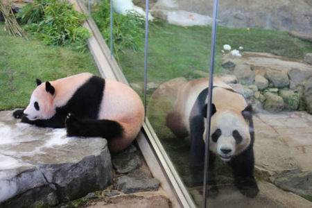 这是6月4日在日本和歌山县白浜野生动物园拍摄的大熊猫“阳浜”(左)和“海浜”。(新华社记者方艺晓摄)