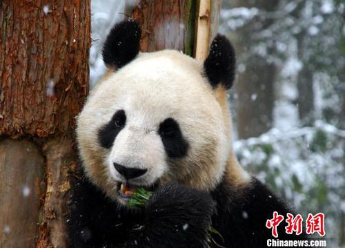 旅居日本大熊猫“仙女”产下今年全球首胎海外熊猫宝宝