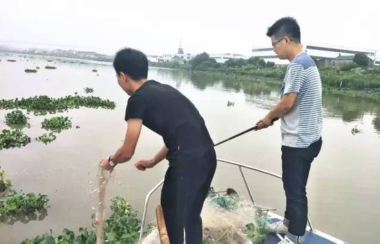 浙江台州暴雨后鱼溢出河 渔政部门:勿捕捞慎食