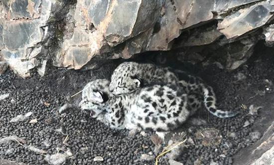 青海首次发现雪豹:有2只幼崽 当地禁止采挖虫草