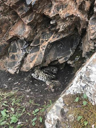 青海首次发现雪豹:有2只幼崽 当地禁止采挖虫草