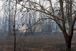 葡森林火灾死亡人数升至64人