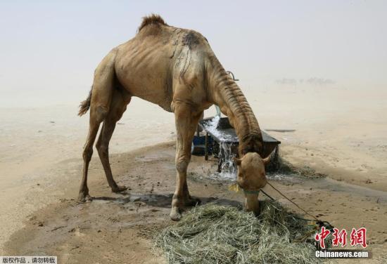 据一家纸媒报道，约1.2万头骆驼和羊成为了海湾外交危机的最新受害者，这些动物被迫从沙特阿拉伯返回卡塔尔。