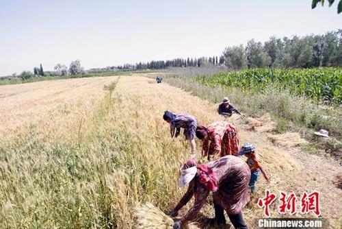 6月9日，在新疆喀什地区巴楚县，当地农民正在抢收夏粮。进入6月，新疆1760万亩小麦陆续开镰收割。据悉，今年新疆粮食种植面积3406万亩，其中小麦种植面积1760万亩，预计小麦产量可达到660万吨。<a target='_blank' href='http://www.chinanews.com/'>中新社</a>记者 王小军 摄