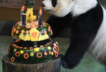 台北：大熊猫“圆仔”迎来4岁生日