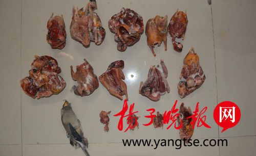 吃货为解馋网上买弹弓 射杀29只鸟食用被起诉