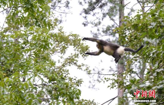 9月14日，在中国面积最大的滇金丝猴国家级自然保护区白马雪山国家级自然保护区维西境内，一群滇金丝猴来到距离人群较近的地方活动。据白马雪山国家级自然保护区维西管理分局介绍，在国家重视、当地老百姓观念改变和自发参与保护下，滇金丝猴近年来的数量一直在不断增加。今年已经在大理天池第一次发现野外滇金丝猴，明年有关部门将启动普查。 <a target='_blank' href='http://www.chinanews.com/'>中新社</a>发 尹博林 摄
