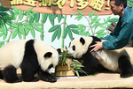 重庆动物园为双胞胎大熊猫举办1岁生日会