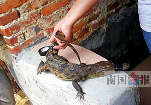 柳州柳江区捞到一条鳄鱼 疑有人当宠物养后丢弃