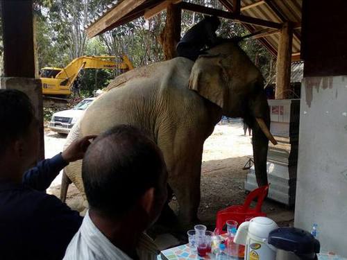 泰国一象主人遇难 大象挣脱缰绳在灵柩前流泪跪拜