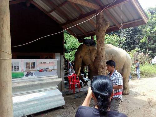 泰国一象主人遇难 大象挣脱缰绳在灵柩前流泪跪拜