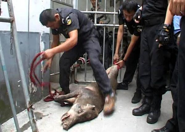 南京一野猪闯进医院