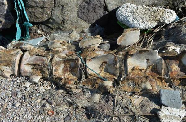 青岛海滩现巨型生物遗骸