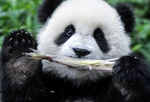 大熊猫有了“新家园”