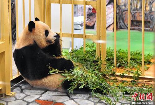 日本和歌山县一家名为“冒险世界”的动物园8月10日新诞下一只雌性大熊猫宝宝，在全国公开征名后被取名为“优滨”。这个名字是从公开征名中收到的约2万份投稿中选出的。“冒险世界”现在拥有9只大熊猫，在全世界属于第一。图为“优滨”的妈妈“良滨”。“良滨”非常多产，已经产下五只小熊猫，均健康活泼，且都靠“良滨”母乳喂养。饲养员说按照目前的情况，“良滨”还有继续当妈妈的可能。<a target='_blank' href='http://www.chinanews.com/'>中新社</a>发 孙冉 摄
