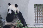 大熊猫“彩陶”“湖春”启程赴印尼