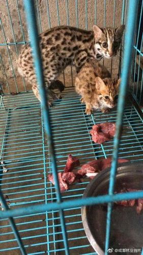 女子自掏腰包救下2只豹猫 警方:购买保护动物不妥