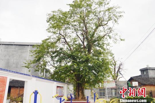 湖南江华发现一株宋朝时期珍稀青檀树树龄近千岁