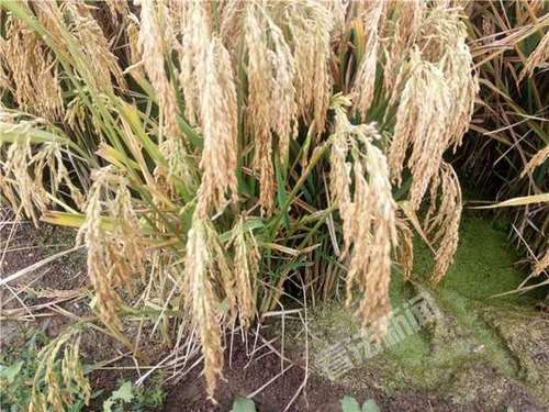 超级杂交水稻今日收割 晒干后作为福利发给村民