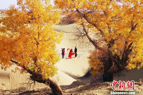 新疆塔里木河沿岸胡杨林“披黄挂金”引游客