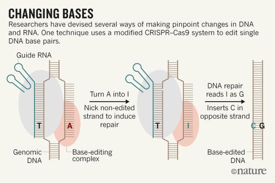 新基因编辑工具 能纠正DNA中的拼写错误