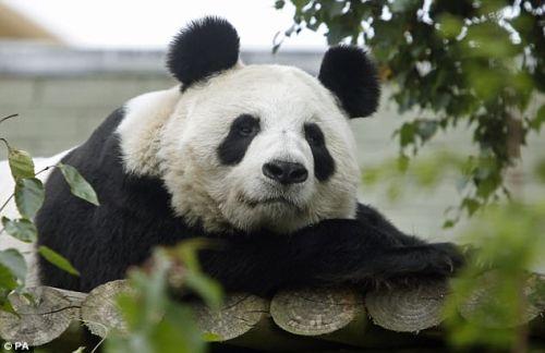 日本上野动物园熊猫宝宝将亮相：抽签观看 限5分钟