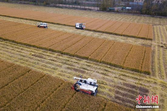 11月12日，航拍江苏淮安郊外田间，收割机正在来回移动收割水稻。中新社记者 泱波 摄