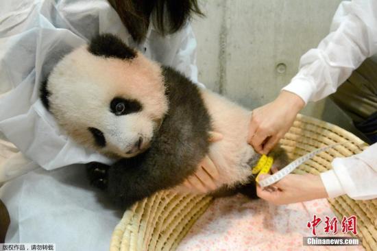 当地时间2017年10月10日，日本东京，旅日大熊猫“香香”在东京上野野生动物园进行健康检查。“香香”紧抱住工作人员，萌态十足。