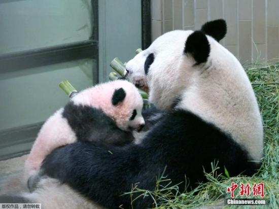 当地时间2017年9月25日，日本东京，东京上野动物园出生的熊猫宝宝名字为“香香”。据报道，动物园在7月28日至8月10日期间为熊猫宝宝举行了征名活动，为熊猫宝宝征集到32.2万个名字。今早8点，日方选考委员会经过与中方协商，最终决定使用“香香”这个名字。