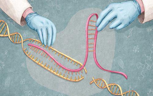 新基因工具：无剪切版基因剪刀 问世