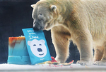 新加坡动物园为北极熊伊努卡庆生