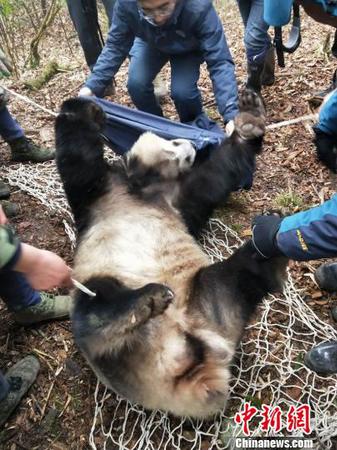 全球首只母兽带仔野化培训放归大熊猫“淘淘”成功回捕