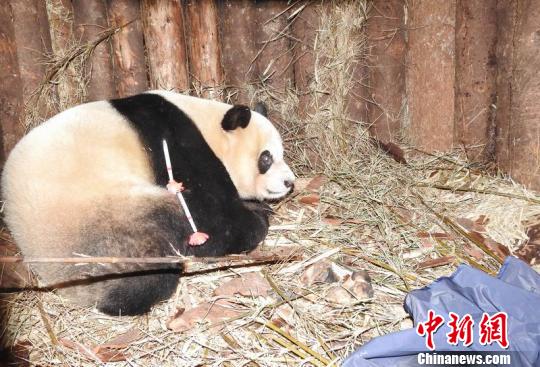 大熊猫“淘淘”成功回捕 自然保护区 供图