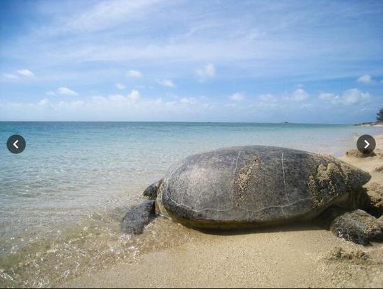 全球变暖影响海龟性别 大堡礁幼年绿海龟99%为雌性