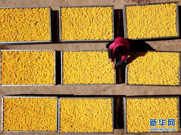 贵州省黔东南苗族侗族自治州施秉县牛大场镇农户在晾晒菊花（2017年11月25日摄）。
