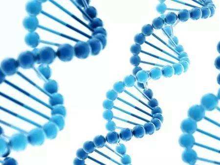 研究发现DNA“暗物质”影响大脑发育