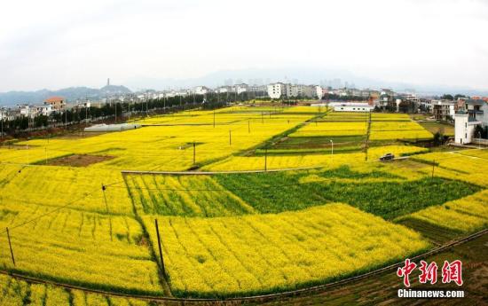 资料图：江西省遂川县枚江镇盛开的油菜花撒满大地。 李建平 摄